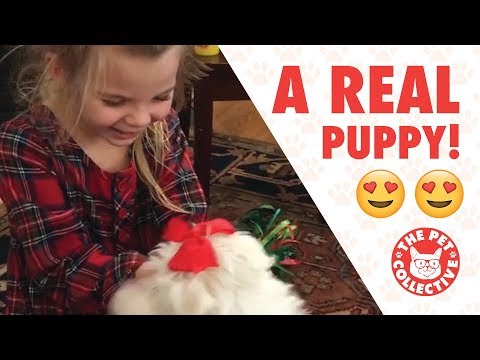 Best Gift Ever | People Getting Surprised With Puppies - UCPIvT-zcQl2H0vabdXJGcpg