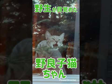 野生が目覚めた 野良子猫ちゃん🐱　#cat #野良猫 #子猫