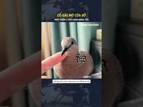 Cô gái mở cửa sổ, phát hiện 1 chú chim đáng yêu#shorts