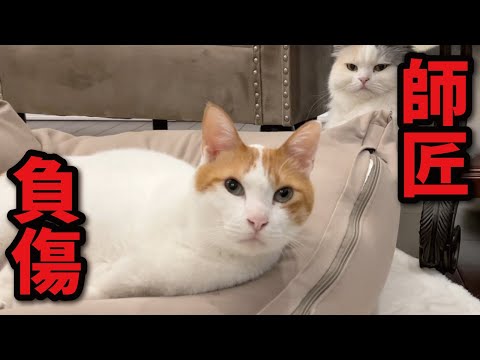 猫の動画サムネイル - 【怪我】師匠がまた首を負傷してました【関西弁でしゃべる猫】【猫アテレコ】