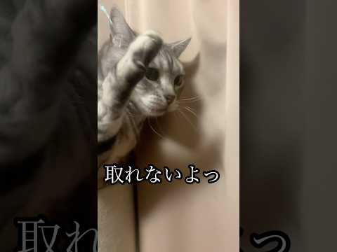 猫の動画サムネイル - 取れないよ ねこ cat アメショ 猫じゃらし たろう
