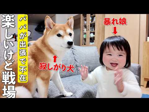 パパ不在のワンオペ育児で1歳娘と柴犬の相手をしてたら想像以上に大変でした…