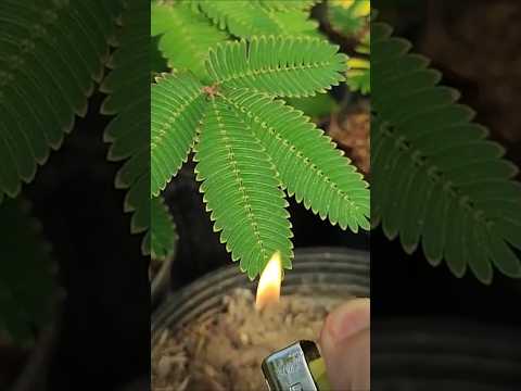 Is This a Plant or an Animal? #nature #plants #educational