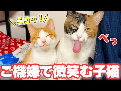 初めて先輩猫に密着できて仏のように微笑んじゃう子猫が可愛すぎましたwww