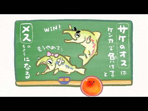 猫の動画サムネイル - 【週末おさかな部】ぬりえテーマ「バトル！！」🎨🐟vol.121