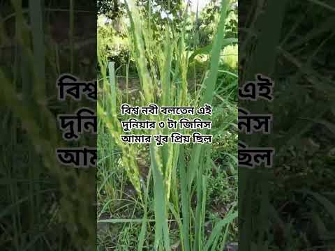 বিশ্ব নবীর কি প্রিয় ছিল#shorts #shortsvideo #islam #foryou