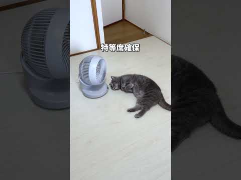 猫との暮らしあるある #猫 #猫好きさんと繋がりたい #猫動画 #猫のいる生活 #ねこ #猫あるある #cat #猫のいる暮らし #猫ミーム