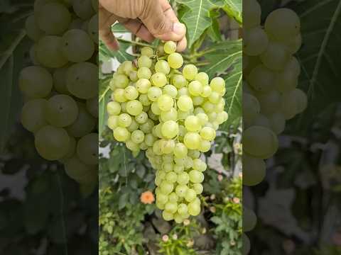 Perlette Grapes are Ready to Harvest #grape #harvesting  #homegarden #satisfying