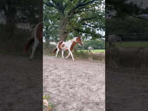 Today’s horse riding lesson🐴❤️😍🥹