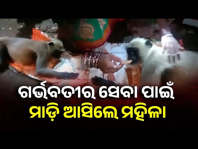 କଷ୍ଟରେ କାନ୍ଦୁଥିଲା ଆହତ ଗର୍ଭବତୀ ମାଙ୍କଡ଼ଟି, ତାର ଯତ୍ନ ନେଲେ ଗାଁ ଲୋକେ || Knews Odisha