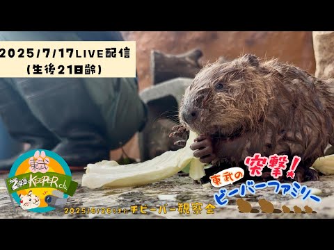チビーバー観察会【突撃！東武のビーバーファミリー🦫～生後21日齢～】東武動物公園　公式YouTubeチャンネル サムネイル
