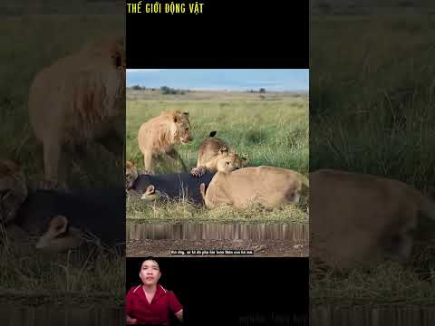 sư tử hợp sức hạ gục một con hà mã non.