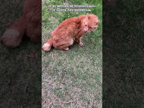 だんだん歩けなくなってきた、よぼよぼトラちゃん(Short) #猫 #茶トラ #CAT