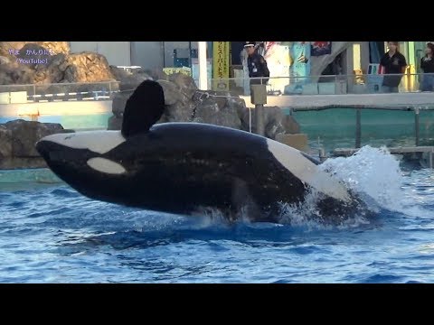 テンション上がったシャチ / 名古屋港水族館