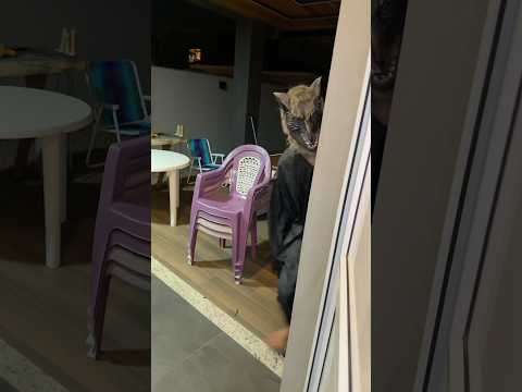 O LOBISOMEM APARECEU