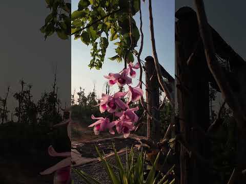 orchid nature and lotus stone are beautiful