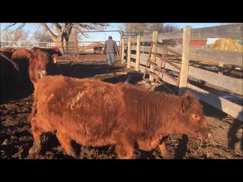 Feeding the Heifers