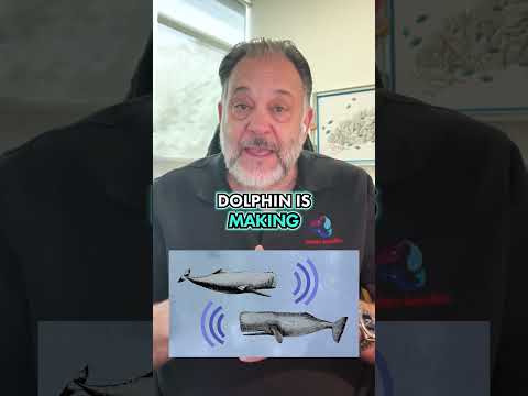 This Is How Dolphins Secretly Talk This Is How Dolphins Secretly Talk

Dolphins and whales use sound to talk to each other.

Each one m