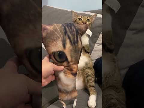 My cutieのかわいい瞬間をお楽しみください サムネイル