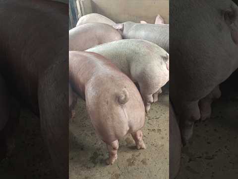 Ngày 26/10: ổn định cả 3 miền MB:52-55,MT:50-53,MN:52-54, CPMB:55, CPMN:57,5