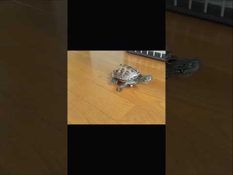 大好きな猫のために努力するクサガメ軍曹【Sergeant continues to work hard for his beloved cat】