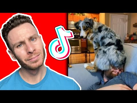 The only AUSTRALIAN SHEPHERD dog TikToks you need to watch. Dog trainer reacts!
