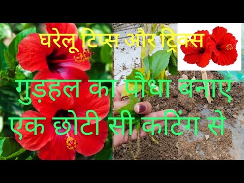 गजब का आइडिया कटिंग से Paudha taiyar करने का❤️❤️❤️❤️😊😊😊😊#gardeningbyrc 