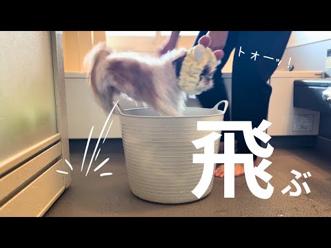 【シーズー】お風呂好きおじぃの大ジャンプ!&ママvs福来〜お風呂上がりの乱〜の巻【犬Vlog】