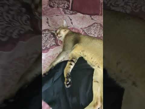 Cute Billu Sleeping #catvideos #funnycats #drooling #catmeme #catsleeping