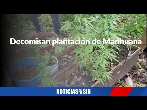 DNCD desmantela plantación de Marihuana en Moca