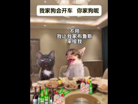 猫の動画サムネイル - 我家狗会开车，你家狗呢#有趣 #猫meme #猫meme剧场 #猫meme小剧场 #内容过于真实  #故事 #貓 #猫猫meme小剧场 #喵不可言
