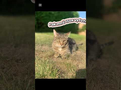 Micíčka víkend 😎🐯🫶🏼 #cat #happy #cute #happycats #funny #cz