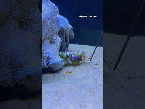 Training Mantis Shrimp to be Active