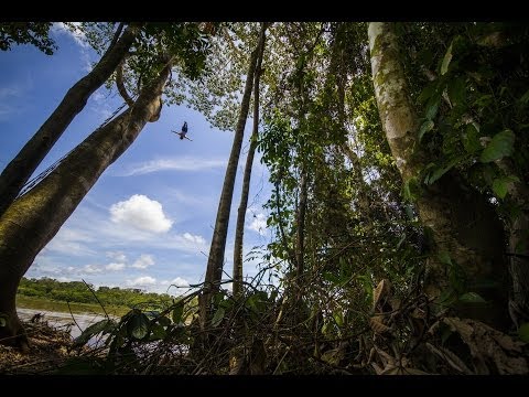 Incredible high dive into The Amazon River - UCblfuW_4rakIf2h6aqANefA