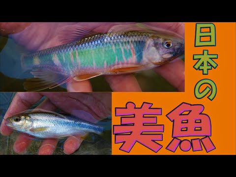 【真夏の小物釣り】日本の美魚、オイカワを釣る！新たな魚との出会いも。No.1