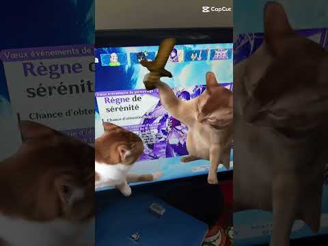 trouve un titre à la vidéo #memes