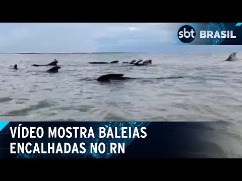 19 baleias encalham em praia no Rio Grande do Norte | SBT Brasil (31/05/24)