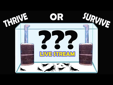 Thrive or Survive - Aquarium Filtration Thrive or Survive - Aquarium Filtration ... let's talk about it.  Ever since I started posted videos