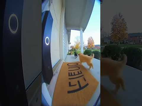 Cute Puppies Play Ding-Dong Ditch