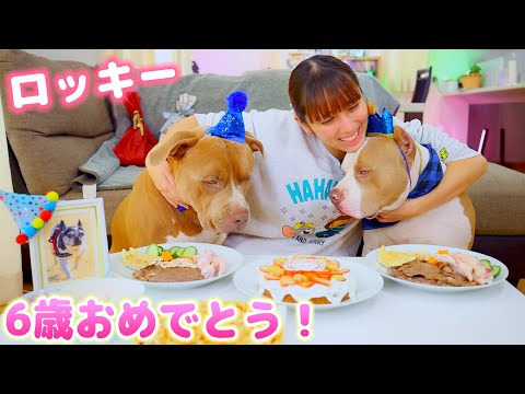 ロッキーの誕生日パーティー！豪華なご馳走に大量のプレゼント！6歳になっちゃった！【アメリカンピットブル】
