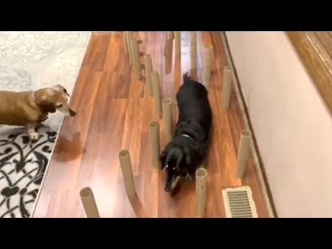 Dachshund Obstacle Course Challenge!