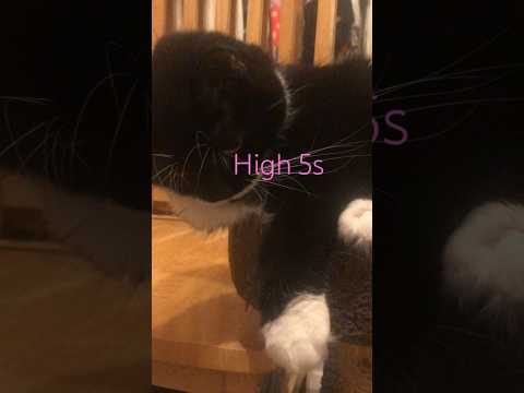 High 5 kitty 🐈‍⬛ #cat #catvideos #猫　#gatos