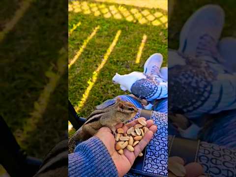 piu piu piu feeding time little ciqmunk 🥜 🐿 and beautiful pijen