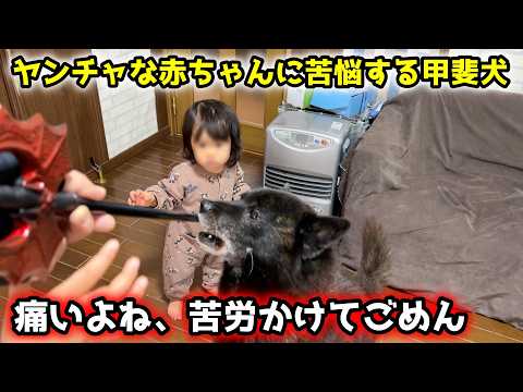 【子育て犬の苦悩】槍ふりまわして暴走する赤ちゃん！守ろうと必死な甲斐犬