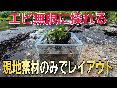 【衝撃映像】エマスちゃんねるさん、アクアリウム大学さんとコラボ!! エビ100匹捕れる川の素材だけで即興レイアウト!! aquarium アクアリウム 熱帯植物 レイアウト 熱帯魚 水草 流木 メダカ
