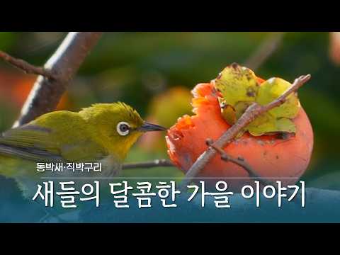 새들의 달콤한 <strong>가을</strong> 이야기, 오늘도 자연은 풍요롭습니다 #동박새 #직박구리 #<strong>가을</strong> #감 #성찬 #결실 #풍요 #제주방송 #제주뉴스 #<strong>제주</strong> #연삼로 #하우스