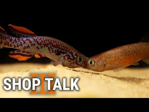 Shop Talk 3 - New Fish and the Joys of Trying Too  There's a method to my madness - except for all the times that there isn't.