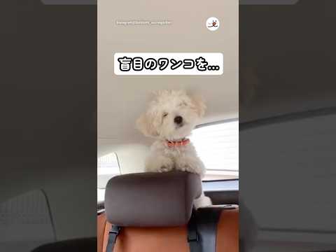 犬の動画サムネイル - 盲目のワンコが安心して散歩ができるのは…｜PECO