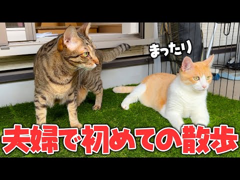 猫の動画サムネイル - 【尊い】ラブラブすぎる猫夫婦が初めて一緒にお散歩したら…微笑ましすぎた。
