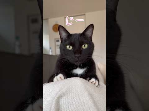 飼い主あるある